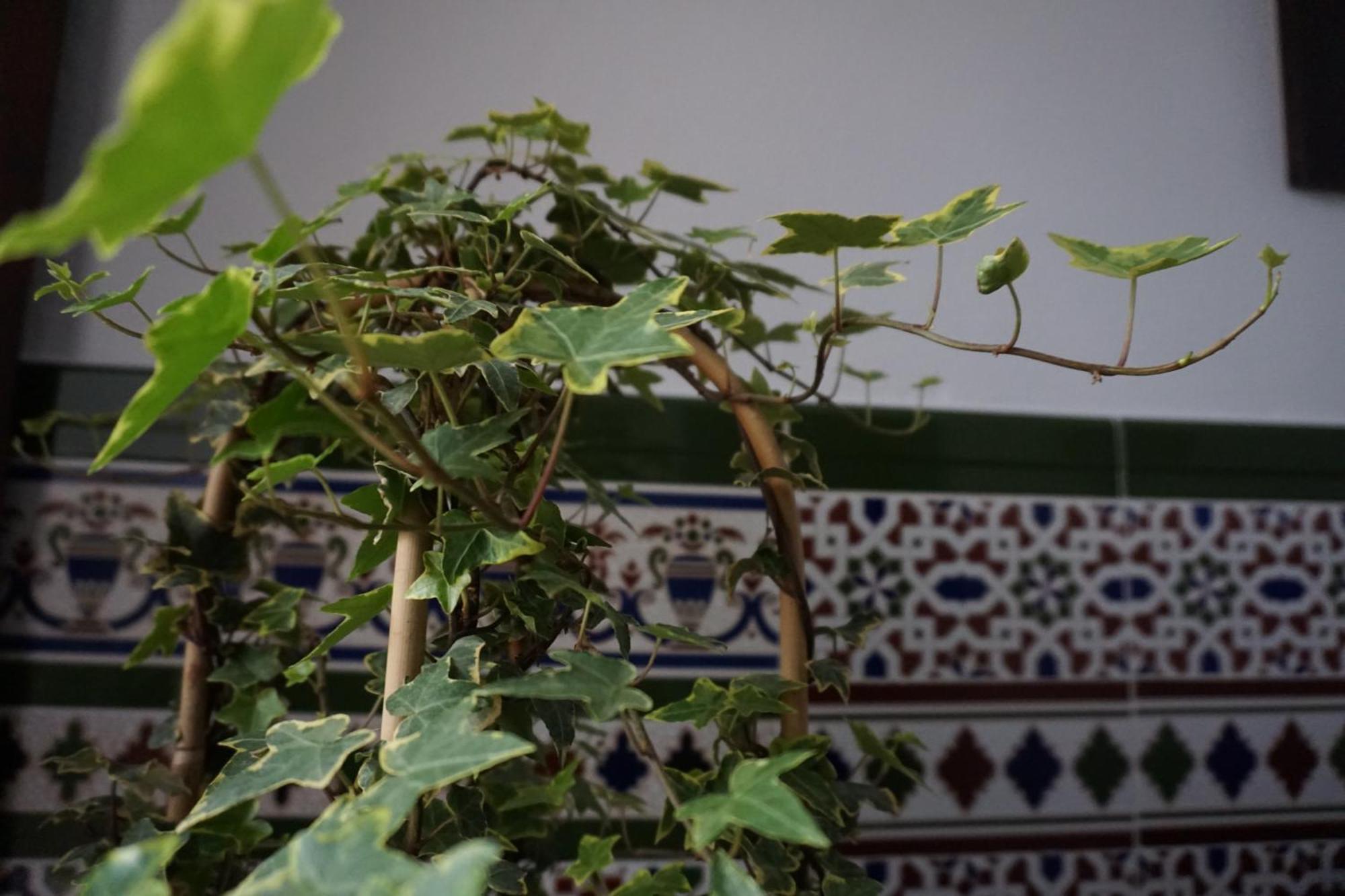 Montserrat Casa Del Mar チピオナ エクステリア 写真
