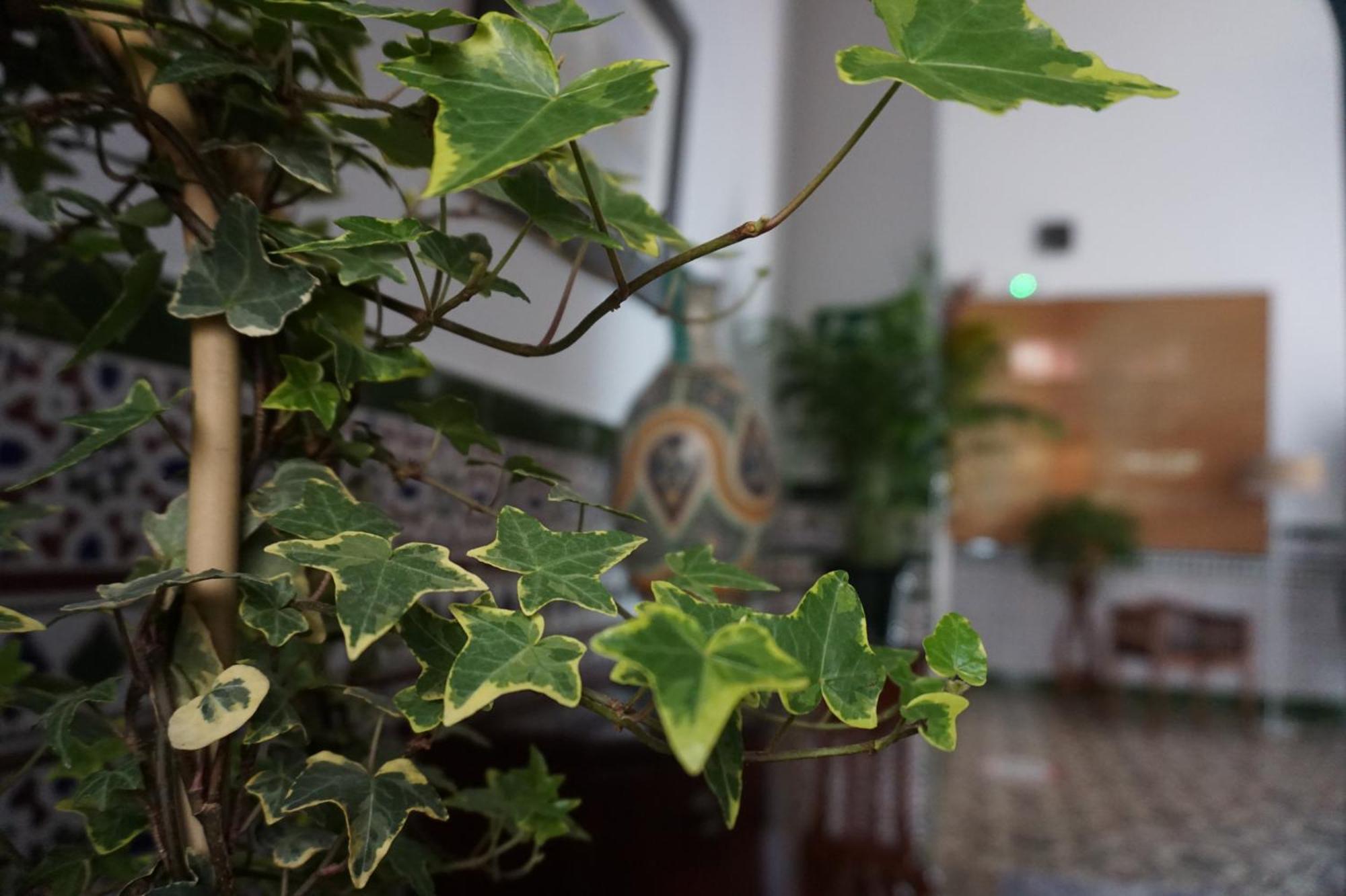 Montserrat Casa Del Mar チピオナ エクステリア 写真